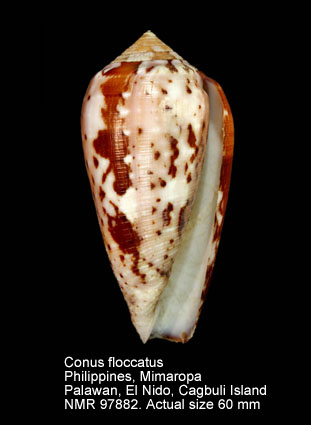 Conus floccatus (8).jpg - Conus floccatus G.B.Sowerby,1841